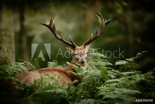 Picture of Cerf brame chasse bois mammifre roi fort cervid fougre s